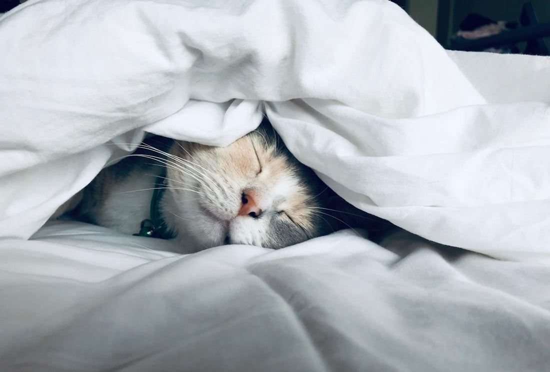 Woman sleeping peacefully, representing sleep health